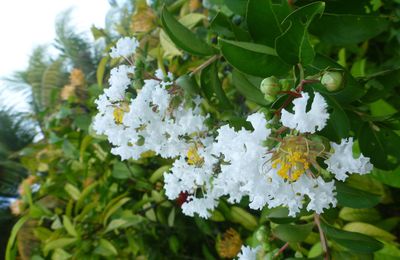 L'arbre du mercredi : une malpighiacea blanche