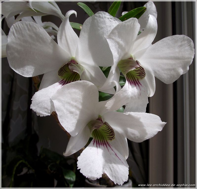 Ma collection de Dendrobium