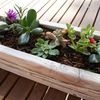 Centre de table pour plantes grasses