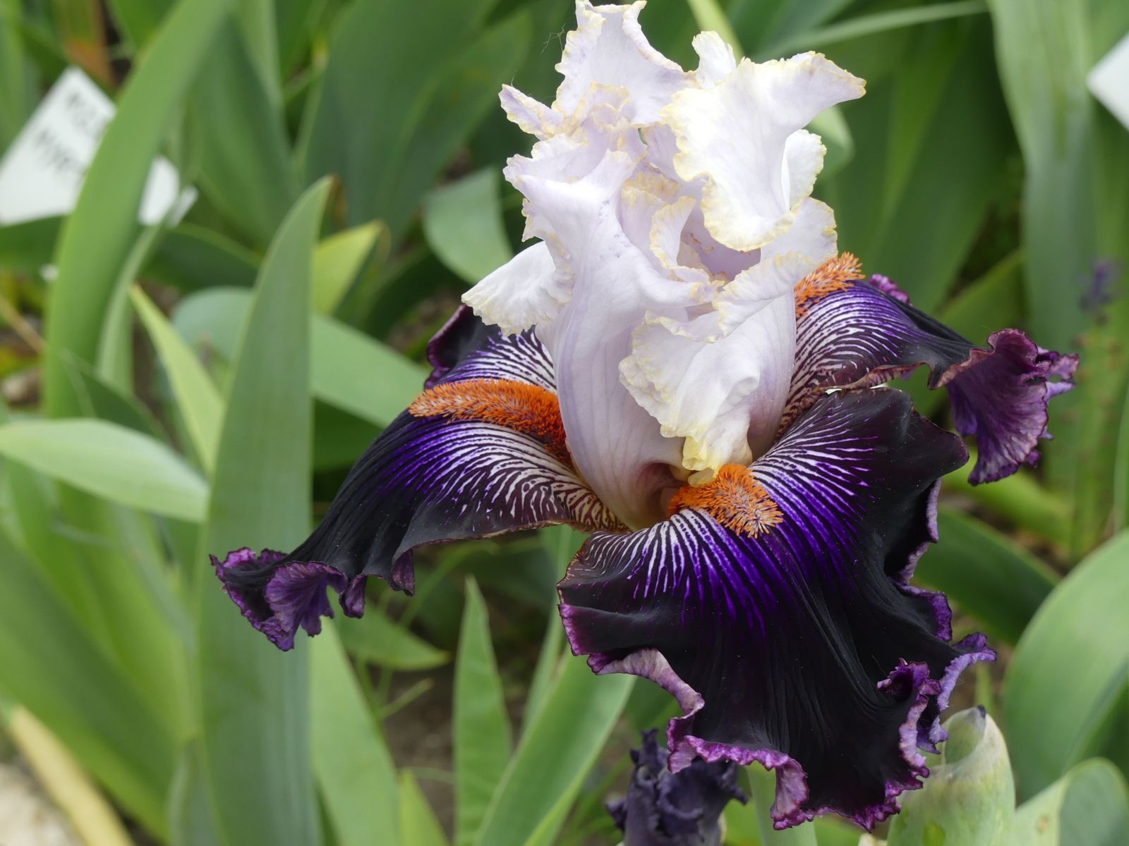 F16- FORET NOIRE dB ( le clou du jardin, somptueux)