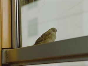 Bird People : un film déroutant et pourtant...