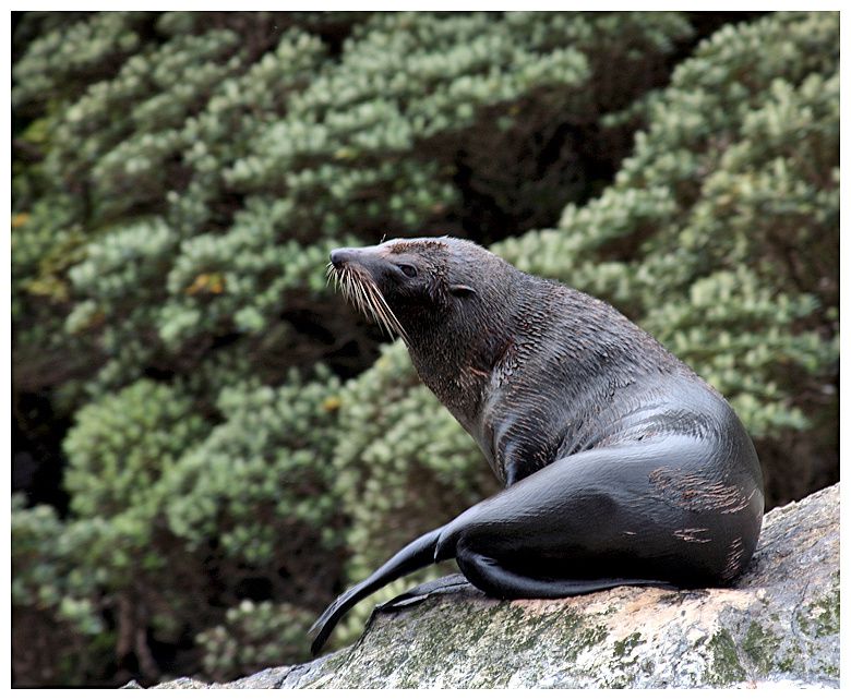 Album - New Zealand : ile du sud