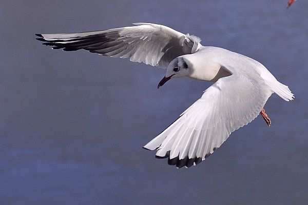 La playmouette du dimanche