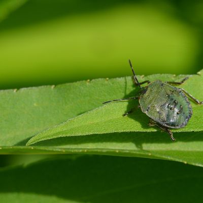 Des vertes et des brunes , pas de grises ...