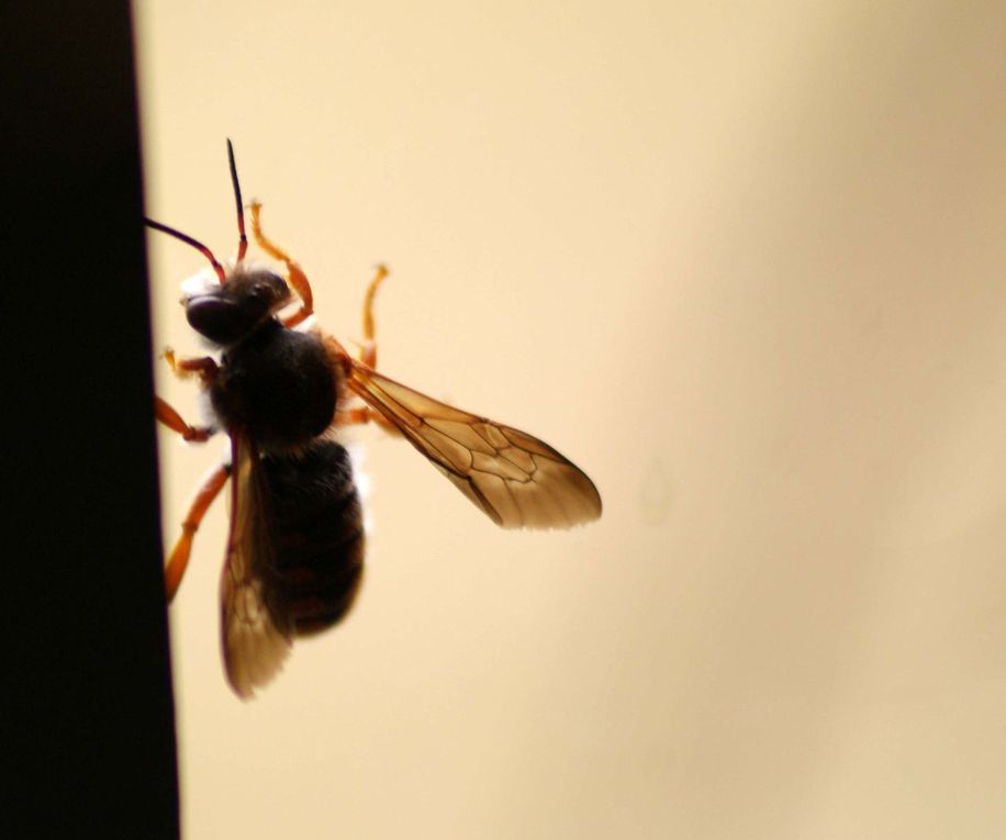 Photos d'insectes et d'araignées généralement en macro