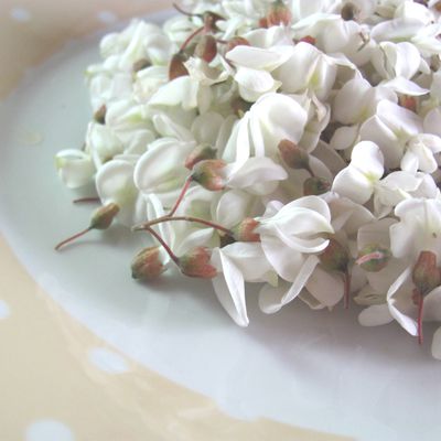 Beignets fleurs d'Accacia.