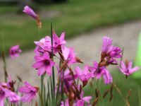 Journées de la rose à Chaalis 2014  1/2