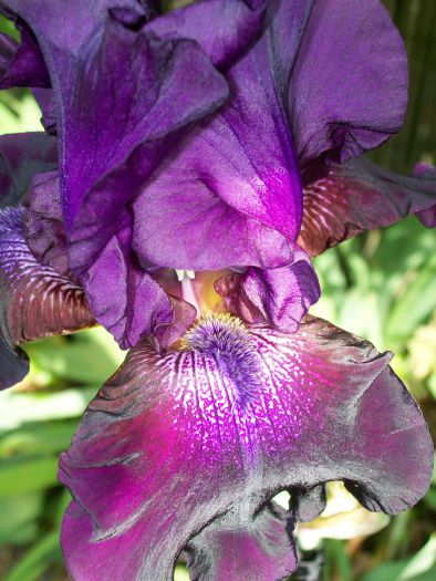  Iris noir : éclosion