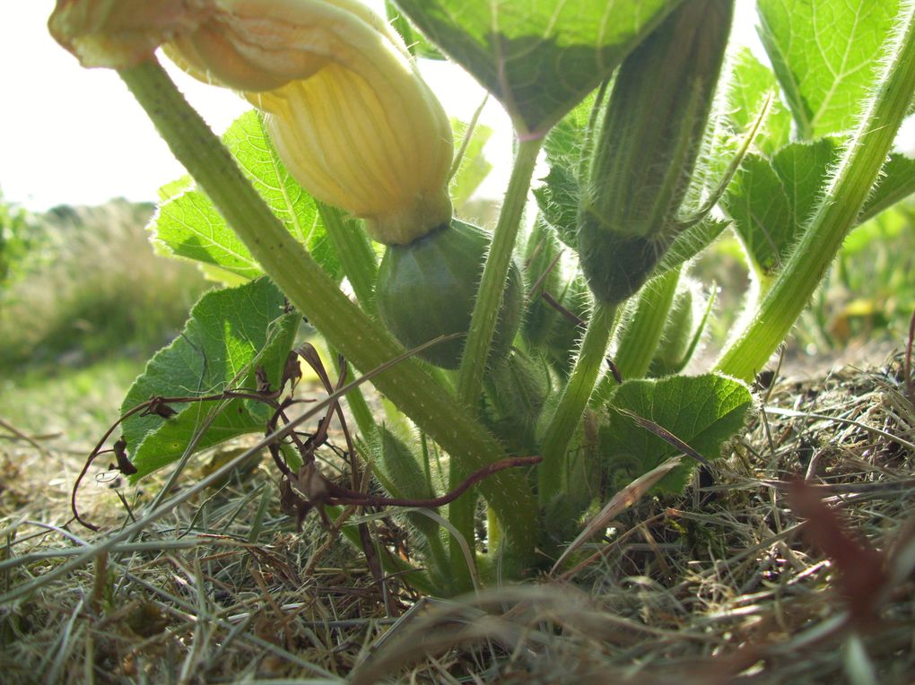 Errance au jardin