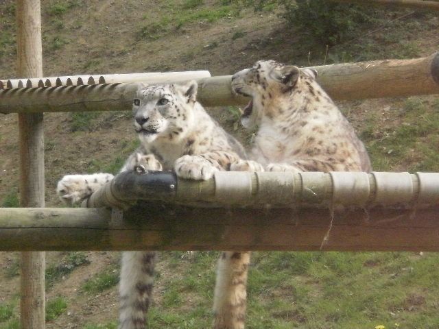 Album - ZOO ST MARTIN DE LA PLAINE