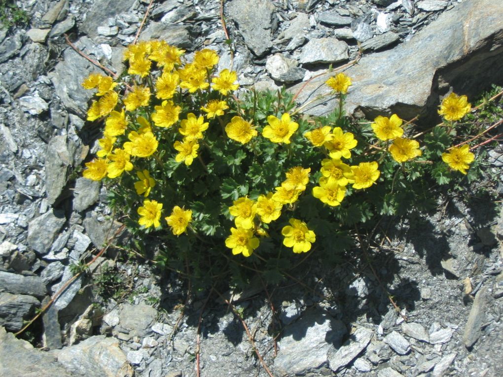 Un festival de fleurs sauvages dans les Hautes-Alpes et les Alpes de Haute Provence.