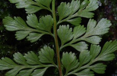 Asplenium cuneatum