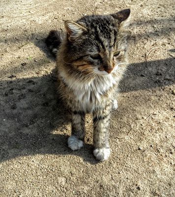 Humour Mignon: Un chat dans la gorge