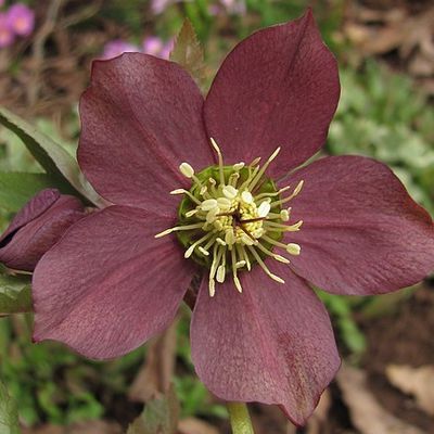 Helleborus lie de vin