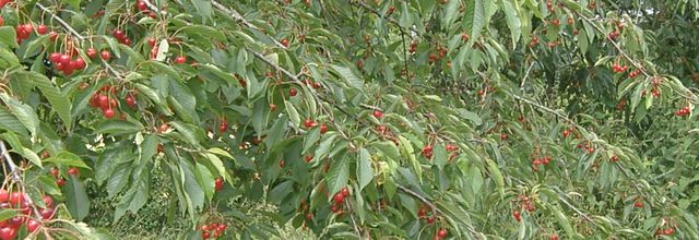 Le temp des cerises sera bref!!!!!