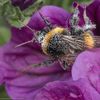 Abeilles, fleurs, pollen...