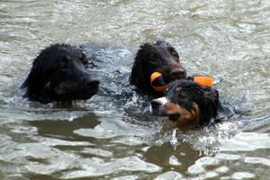 Plein plein de photos de la chienne la plus mignonne du monde !