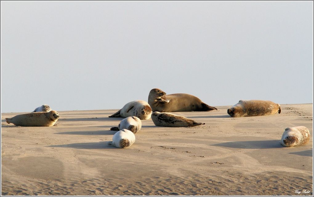 Album - Phoques Baie d'Authie