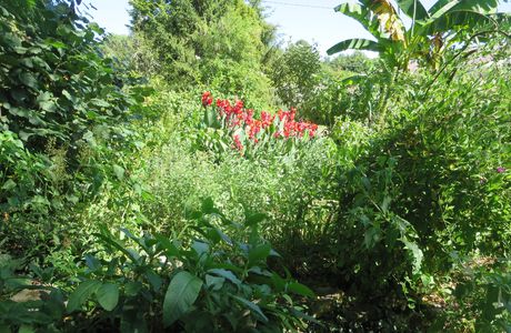 Les luxuriantes de l'été