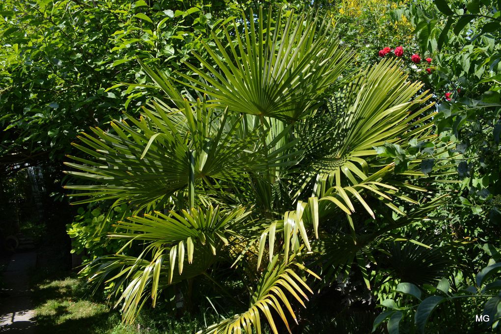 Le jardin de Vincenzo Campisano à Sin-le-Noble.