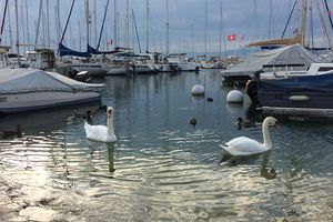 Cygnes du Léman