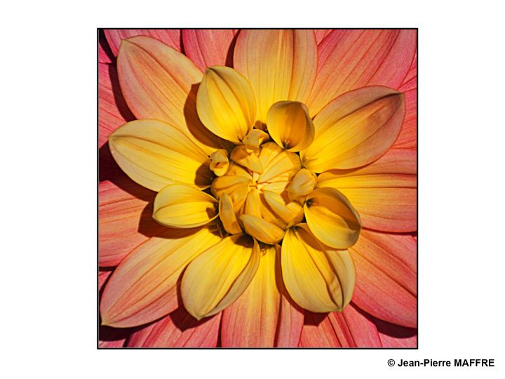 Par son aspect solaire le cœur des fleurs nous entraîne dans un tourbillonnement de couleurs et d’odeurs.