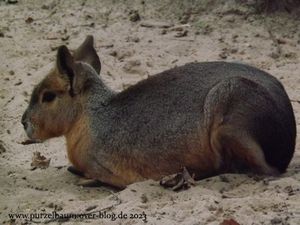 Elefant Victor, Flamingos, Erdmännchen, Löwen, Nashornleguan, Mara, Tapir