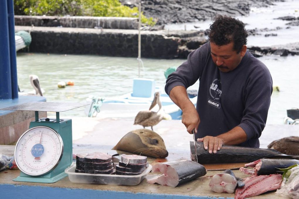 Album de mon deuxième voyage aux îles Galapagos, avec mes parents