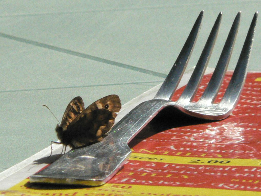 Papillons et insectes