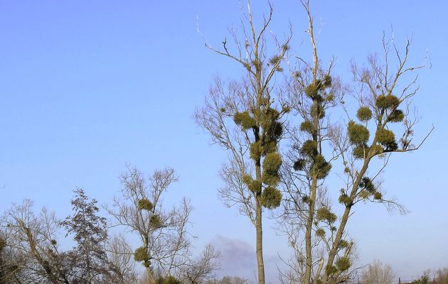 Les arbres aux touffes de gui