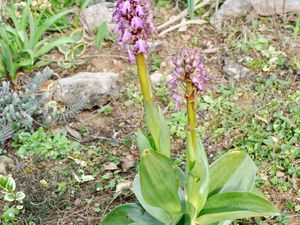 Orchis géant 