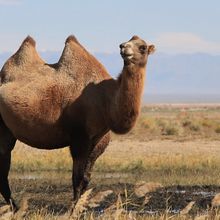 Wild Camels - Critically endangered specie - Meeting with John Hare