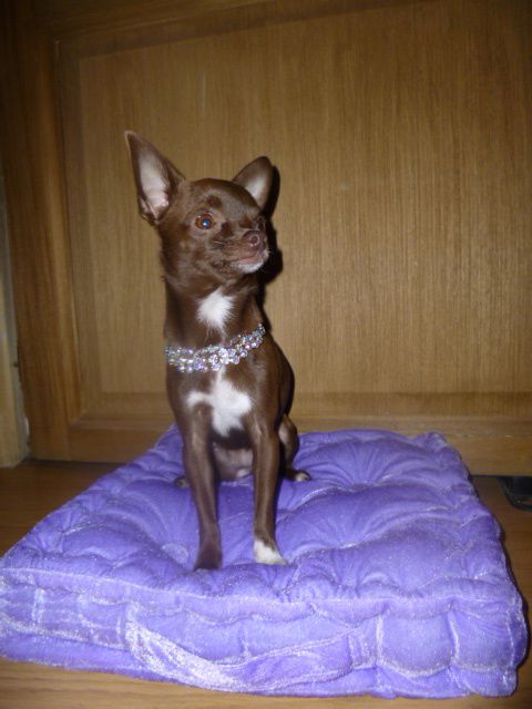 Chihuahua chocolat Heidi