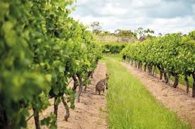 #Sauvignon Blanc Producers Queensland Vineyards Australia