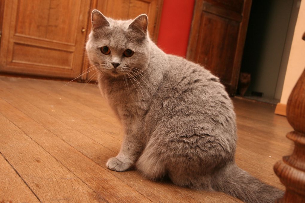 British Shorthair Blue Femelle