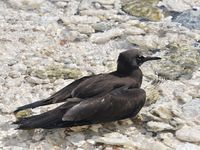 Les oiseaux font des allers retours entre Nukufotu et les autres ilots.