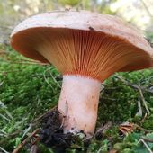 Lactaire délicieux : le reconnaître et le trouver - Chasseurs de champignons