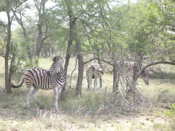 <p><strong>AFRIQUE DU SUD (cf. articles &quot;premier jour&quot;, &quot;Kruger park&quot; et &quot;De l'Afrique du sud au Swaziland&quot;</strong></p>