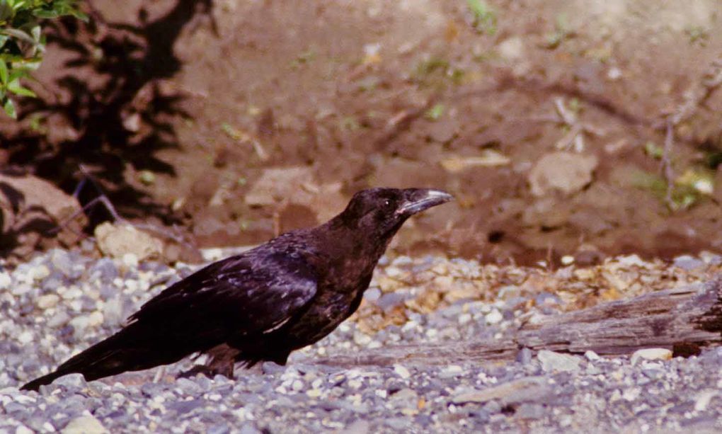 Album - oiseaux et mammifères-d-Alaska