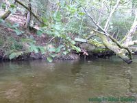 Courant d'Huchet, Etang de Léon Escapade landaise, 2018 (Camping-car-club-Beauce-Gâtinais)