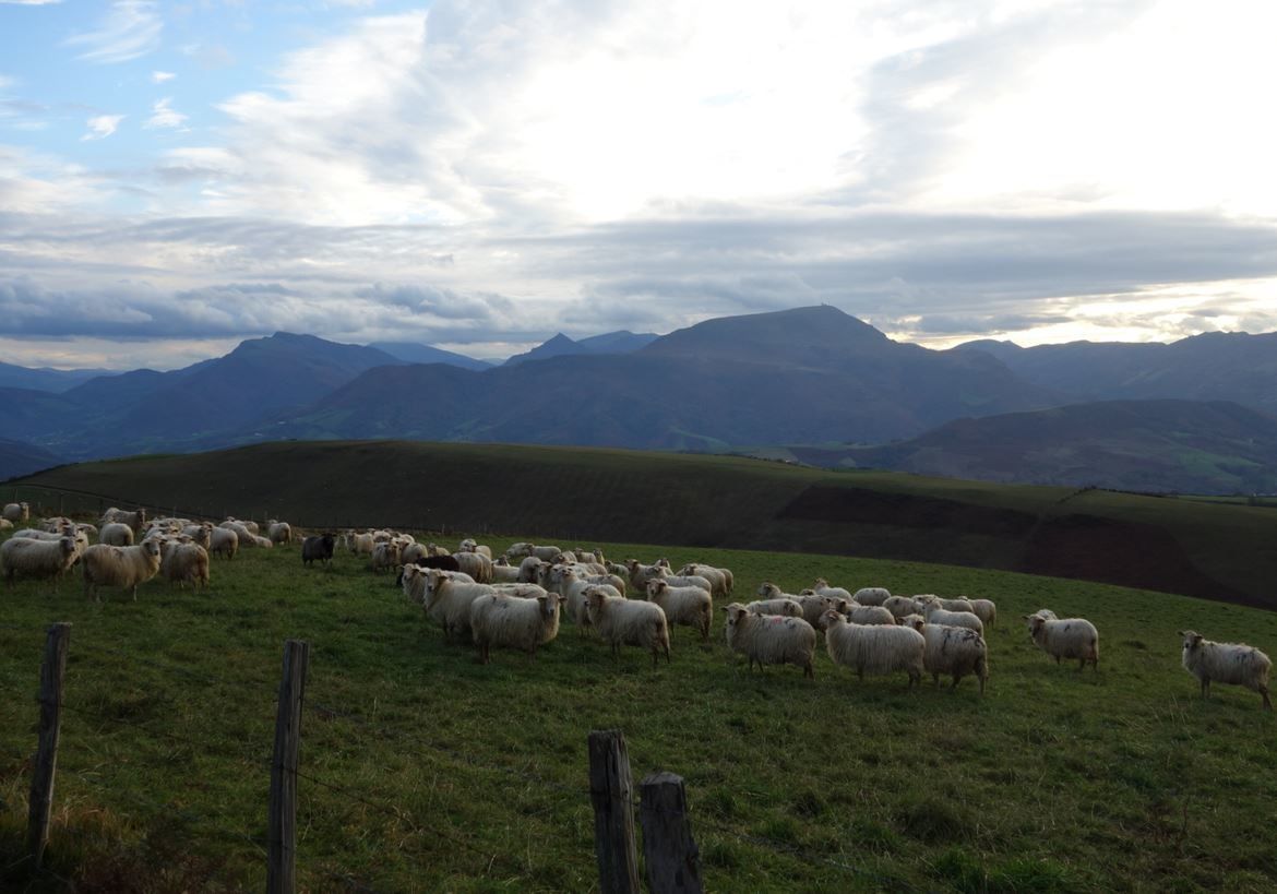 Urusya / Ursuia depuis Urcuray ( Pyrénées-Atlantiques 64) AA Rando