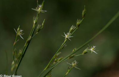 Le Jonc des crapauds (Juncus bufonius)