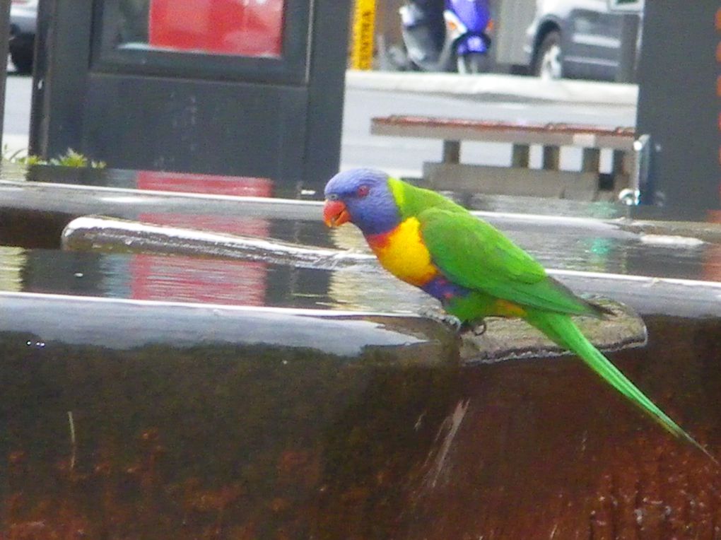 Pour zoomer sur la faune, la flore et bien d'autres de de Kangaroo Island