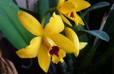 Mes belles orchidées !