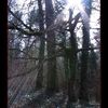 Album - La foret du Ouelnant