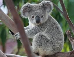 Le koala vit dans les forets d'eucalyptus  , il se nourrit que de feuilles . Il mange la nuit et dort le jour sur un arbre . La femelle koala n'a qu'un seul petit a la fois . Mais ce qu'il faut savoir sur cet animal tout mignon c'est qu'il est très très fragile un rien peut le tuer .