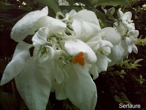 Tout un florilège de fleurs et de fruits de polynesie
Au fil des articles découvrez ou redécouvrez les merveilles que nous offre la nature
