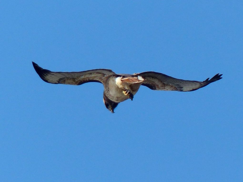 Oiseaux d'Amerique du Nord et Centrale 