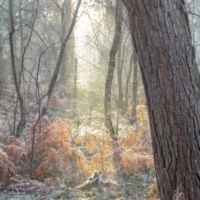 Venner Moor