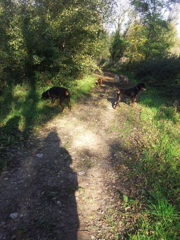 Quelques photos des sorties que nous avons faite. Chaque sortie est classée par date, avec les noms de chaque chien présents.